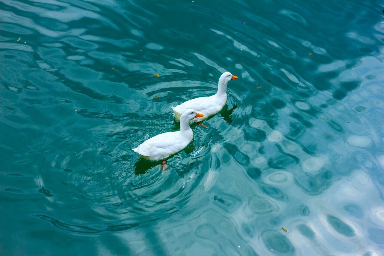 Amiran'S Lake Тбилиси Экстерьер фото